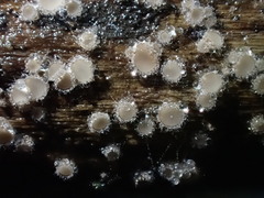 Lasiobelonium variegatum