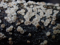 Lasiobelonium variegatum