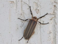 Pseudozonitis labialis