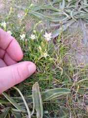 Spergularia