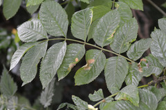 Gracillaria syringella