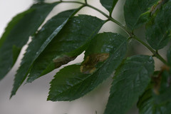 Gracillaria syringella