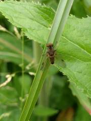 Chrysopilus cristatus