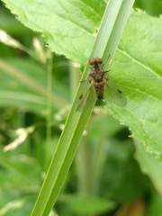 Chrysopilus cristatus