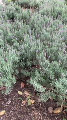 Lavandula dentata