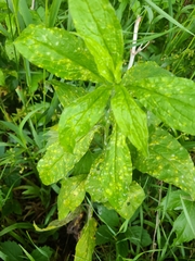 Hybanthus concolor