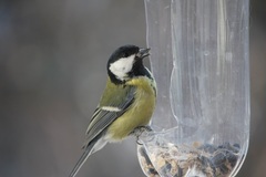 Parus major