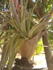 Tillandsia bourgaei