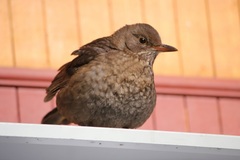 Turdus merula