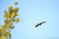 Spizaetus tyrannus
