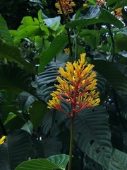 Palicourea guianensis