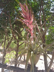 Tillandsia bourgaei