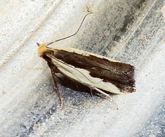 Dichomeris serrativittella
