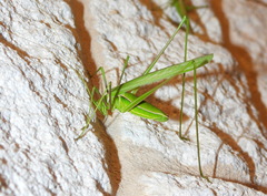 Arethaea grallator