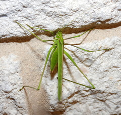 Arethaea grallator