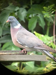 Columba palumbus