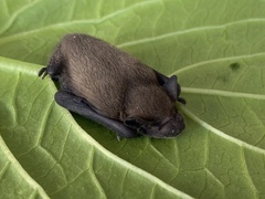 Pipistrellus pipistrellus