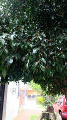 Ficus benjamina