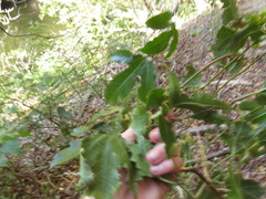 Passiflora edulis edulis