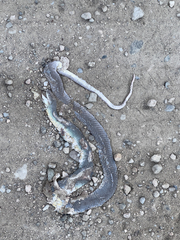 Coluber constrictor mormon