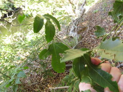 Passiflora edulis edulis