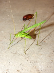 Arethaea grallator