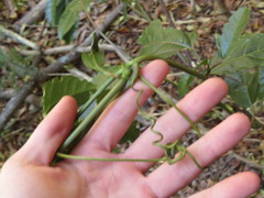 Passiflora edulis edulis