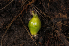 Allium tricoccum