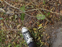 Passiflora edulis edulis
