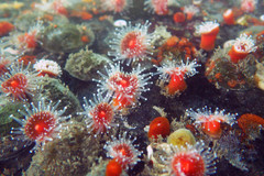 Corynactis californica