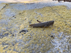 Anacridium aegyptium