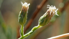 Baccharis brachyphylla