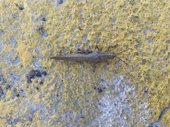 Anacridium aegyptium