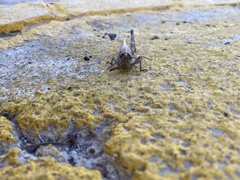 Anacridium aegyptium