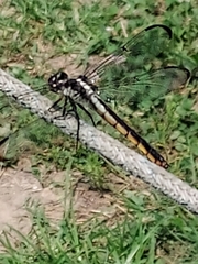 Libellula axilena