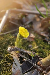 Tussilago farfara