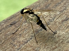 Chrysopilus ornatus