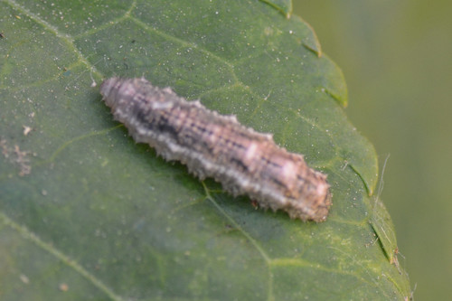 Black-tailed Aphideater