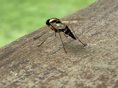 Chrysopilus ornatus