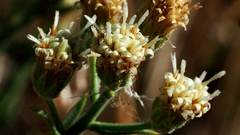 Baccharis brachyphylla