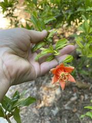 Punica granatum