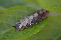 Meligramma triangulifera