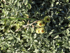 Helichrysum argyrophyllum