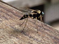 Chrysopilus ornatus