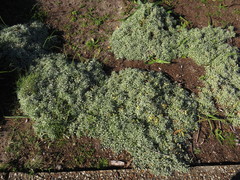 Helichrysum argyrophyllum