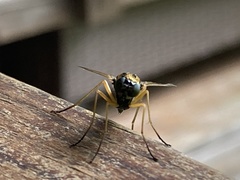 Chrysopilus ornatus