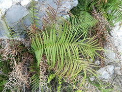Pteris longifolia