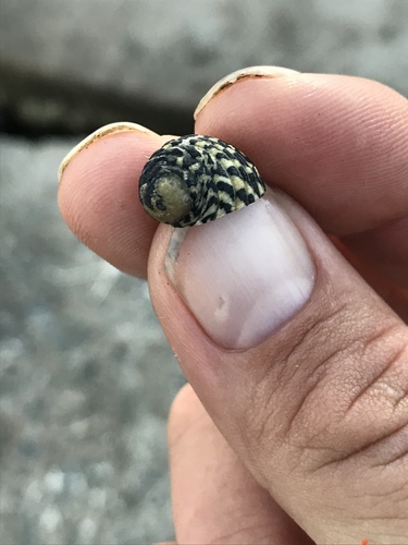 Checkered Nerite