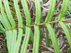 Pteris longifolia