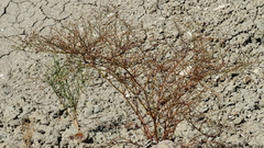 Eriogonum deflexum deflexum